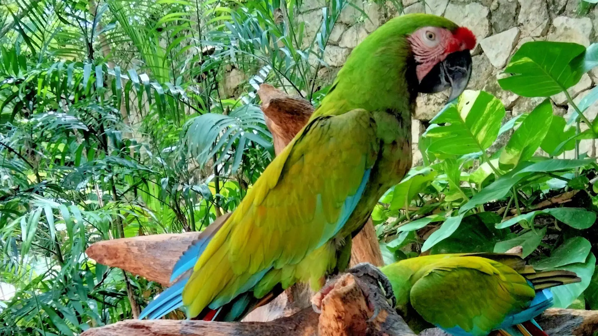 Guacamaya (4)